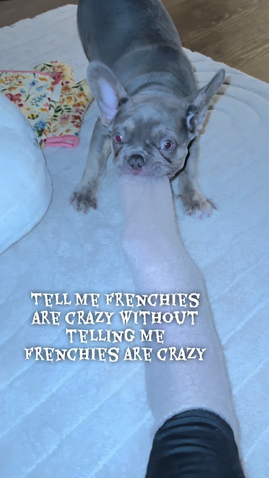 @Diablo the frenchie