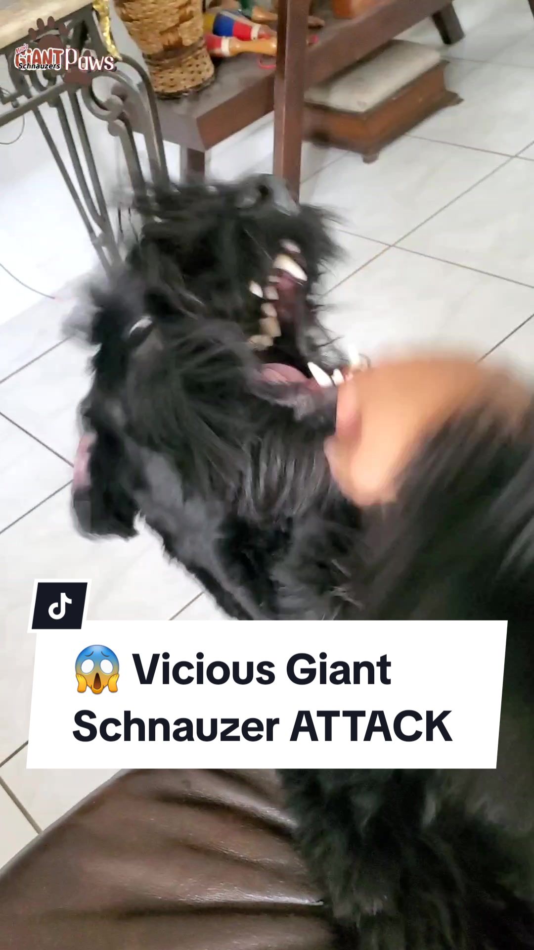 @Giant Schnauzers