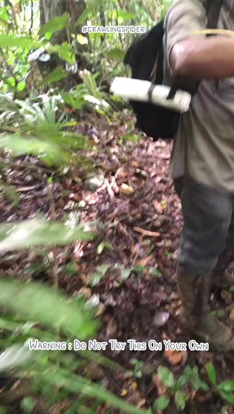 @crawlingspider
