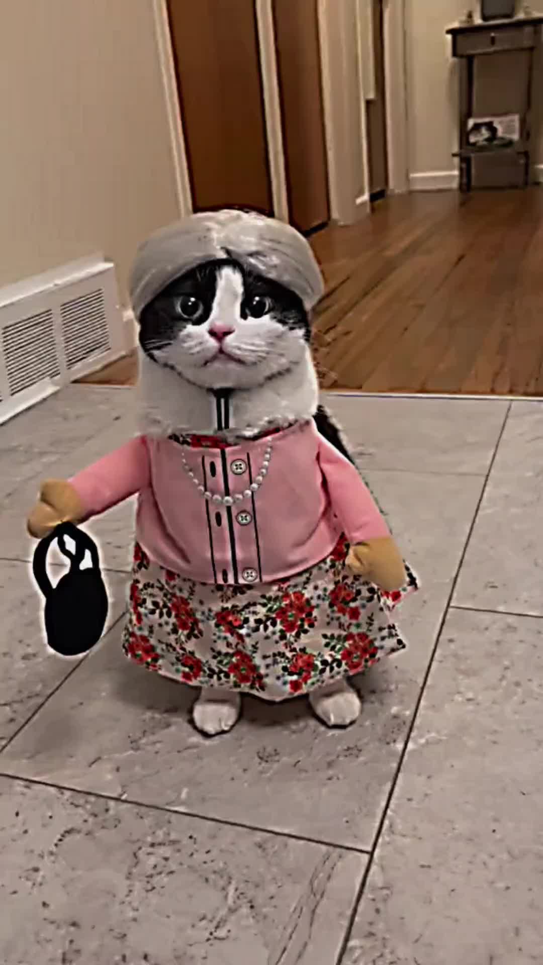 @PET CAT DOG