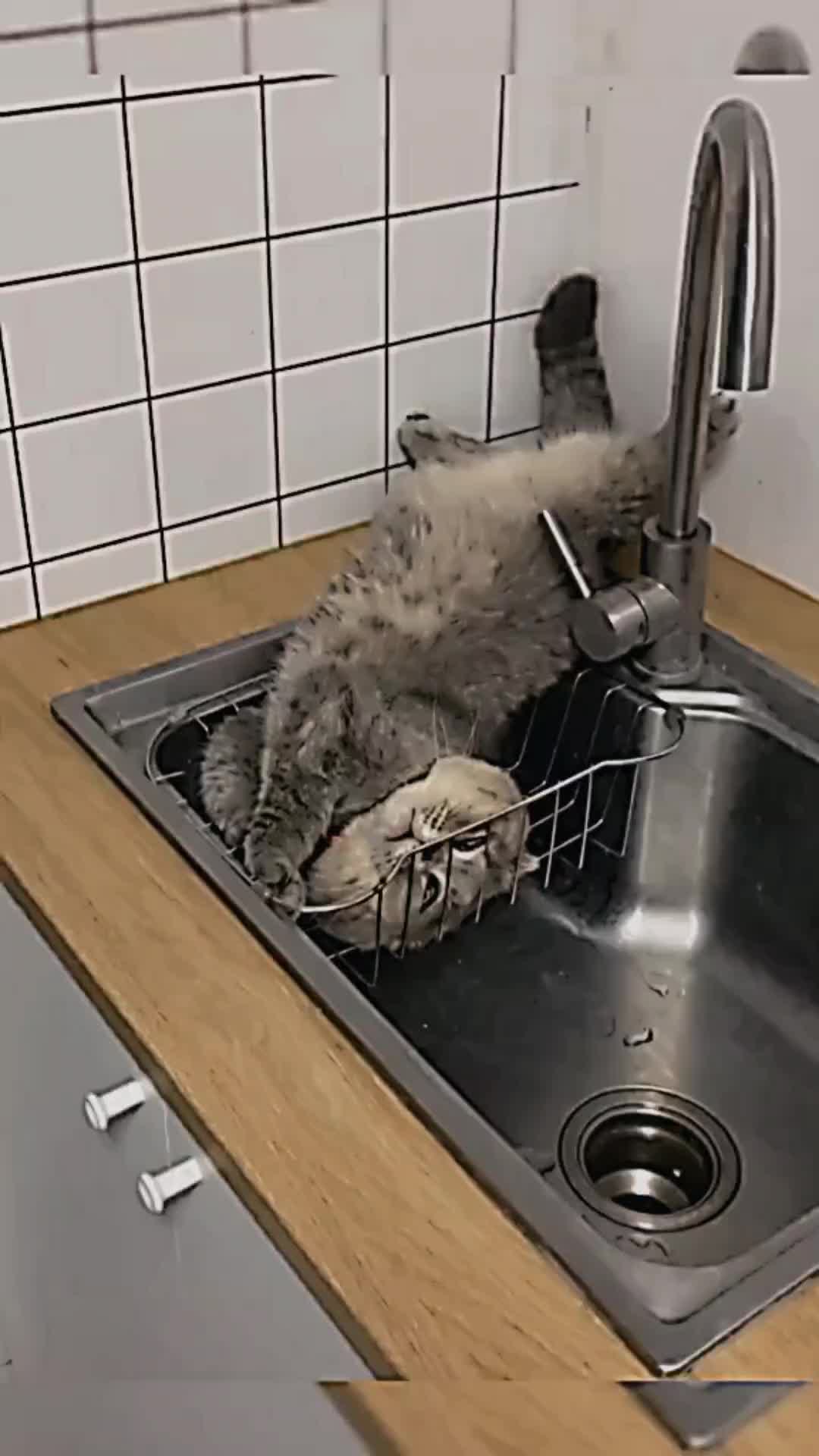 @PET CAT DOG