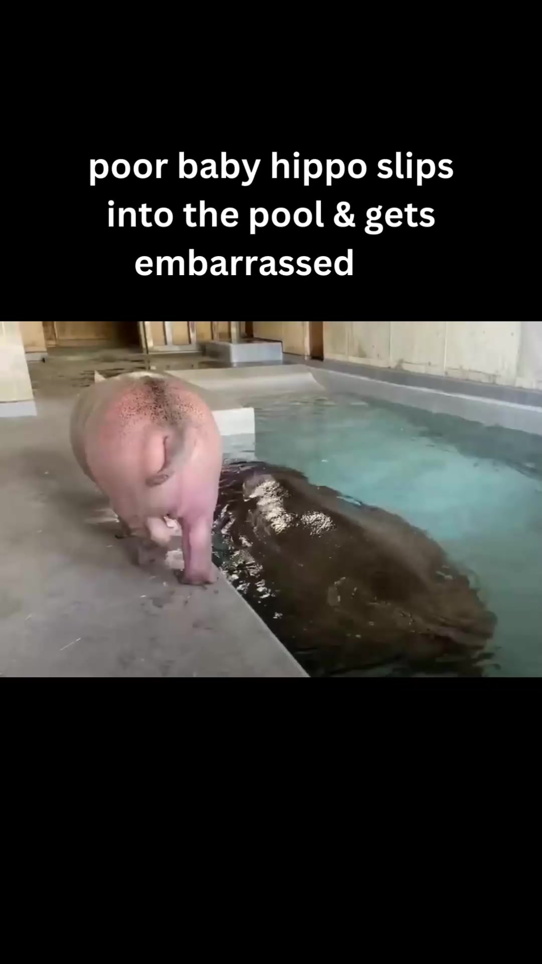 @babyhippoco