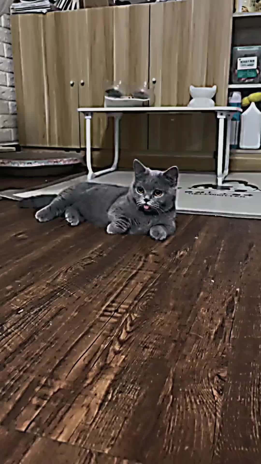 @PET CAT DOG