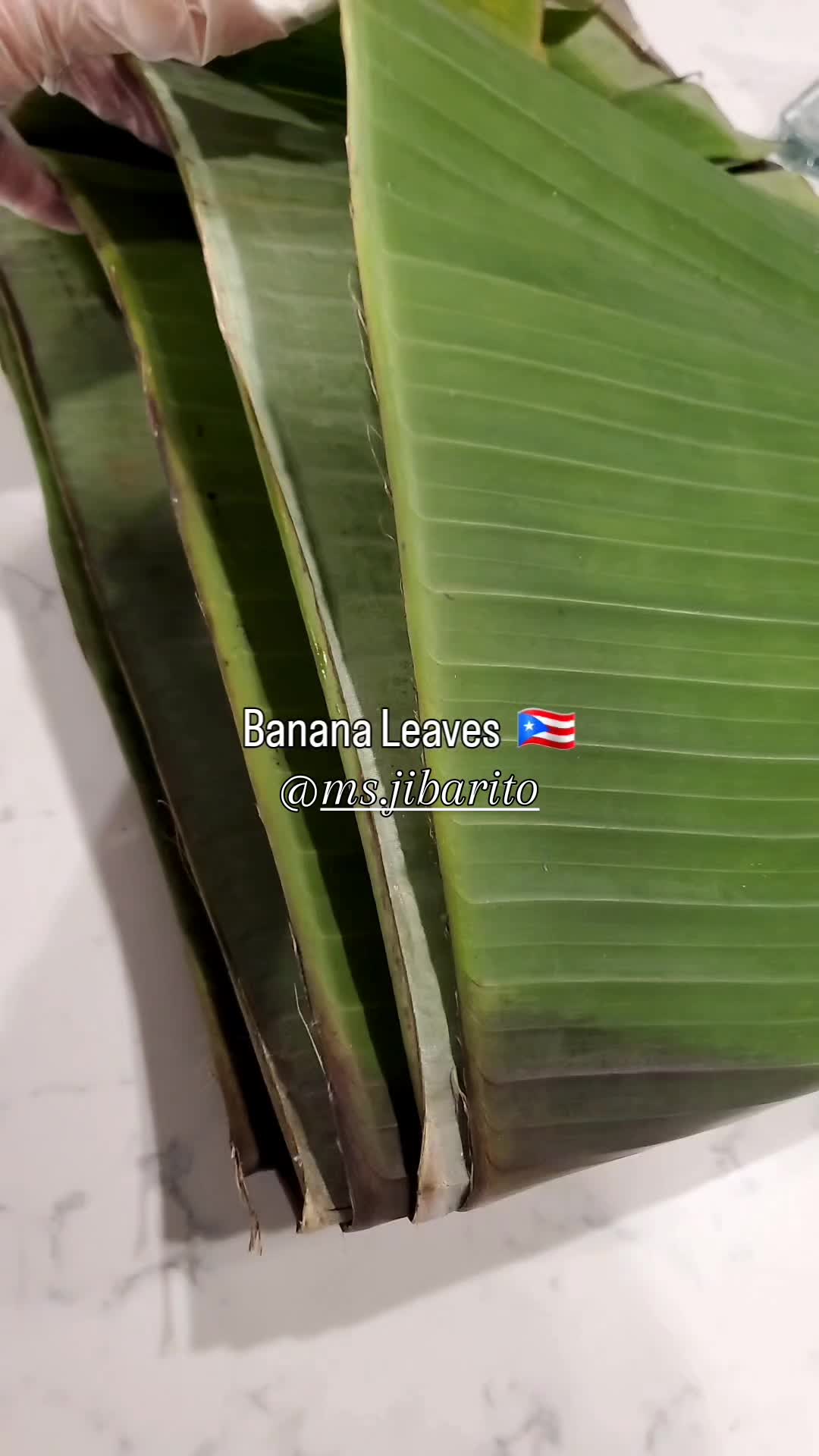 @Ms. Jibarito 🇵🇷