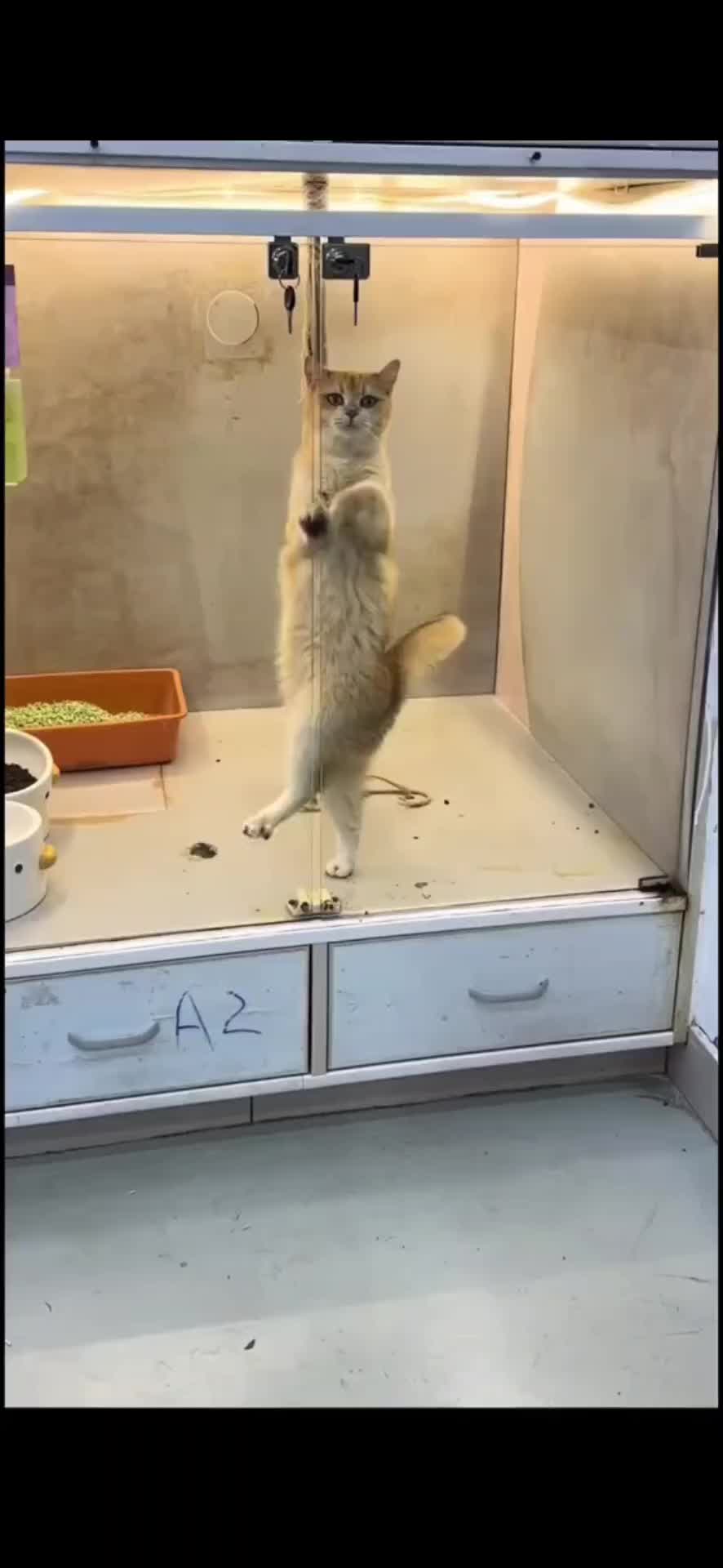 @PET CAT DOG
