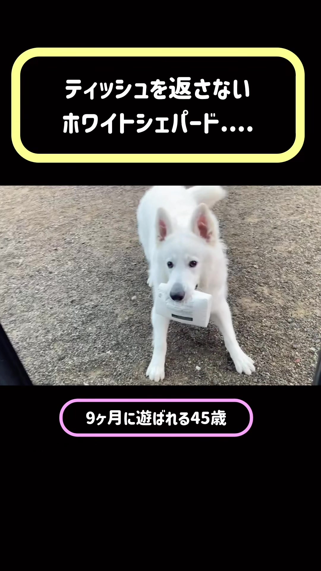 @ねこぷにもふ｜ホワイトシェパードのハクちゃん
