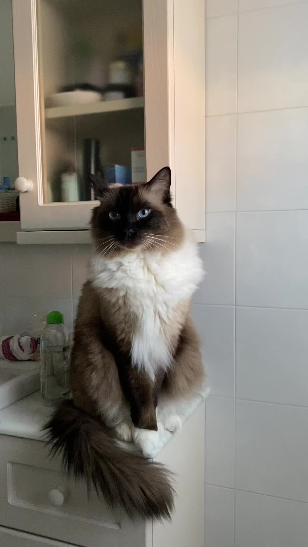 @Ren the Ragdoll Cat