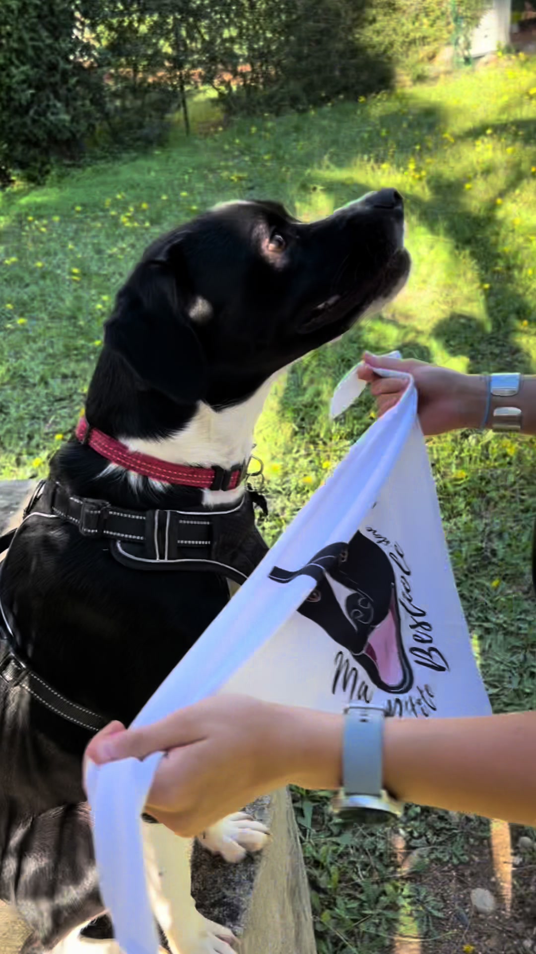 @THANOS - BORDER x STAFFY