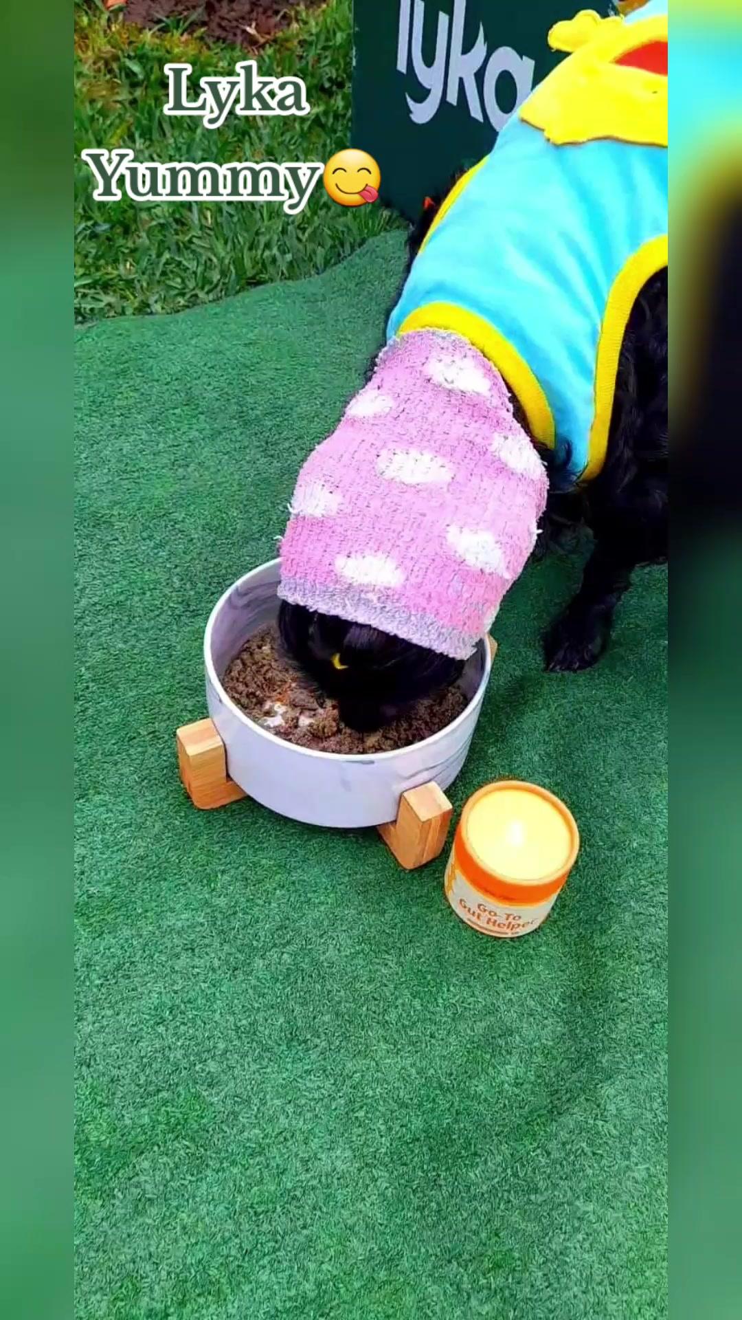 @💯Animals Are Furmily🐾🫶😇&hearts;️