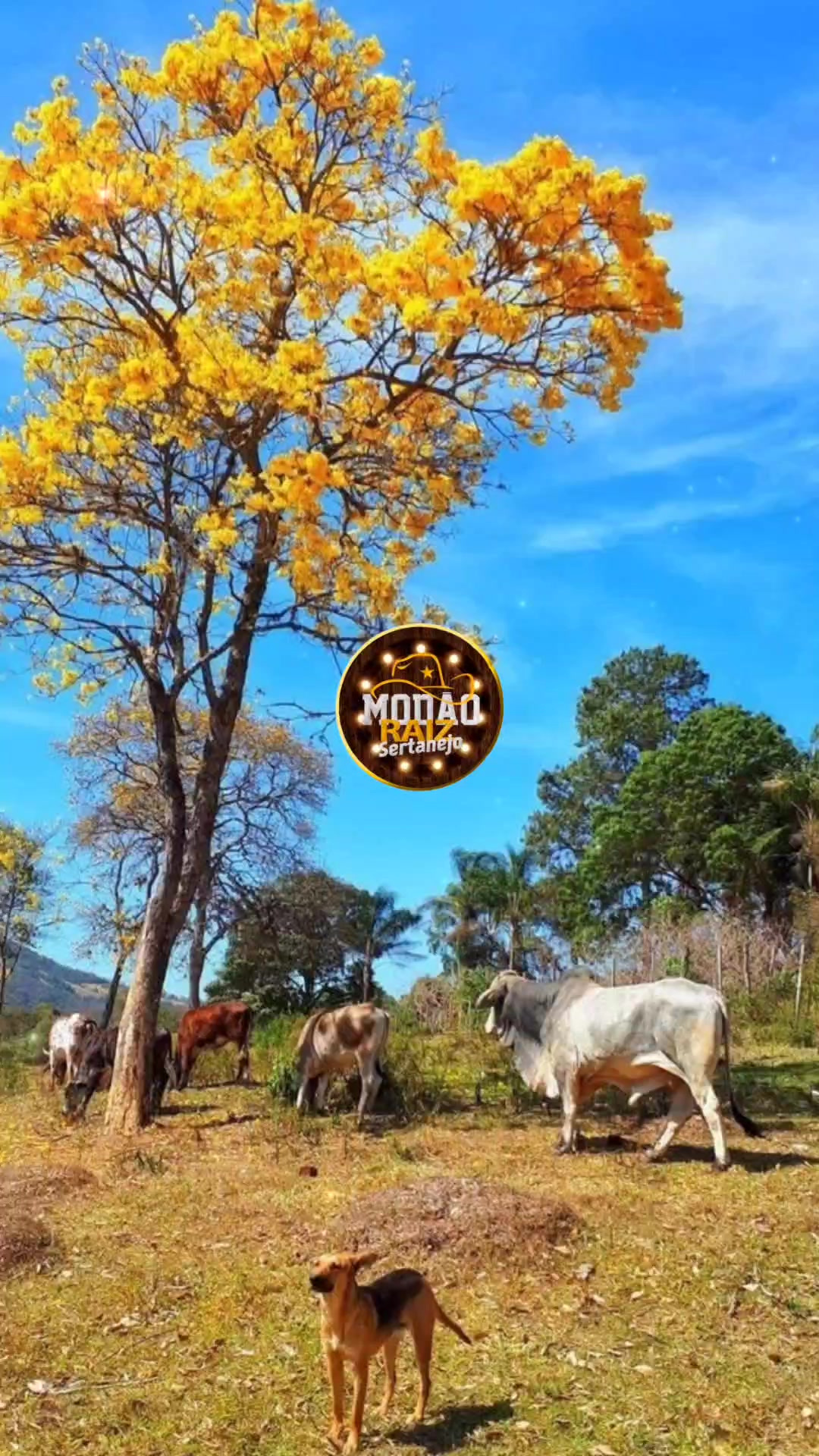 @Mod&atilde;o Raiz - Sertanejo 🎶