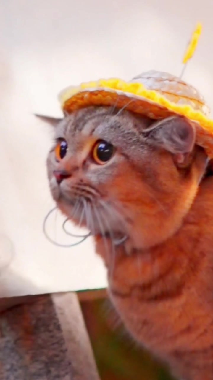 @ourpetsfriends