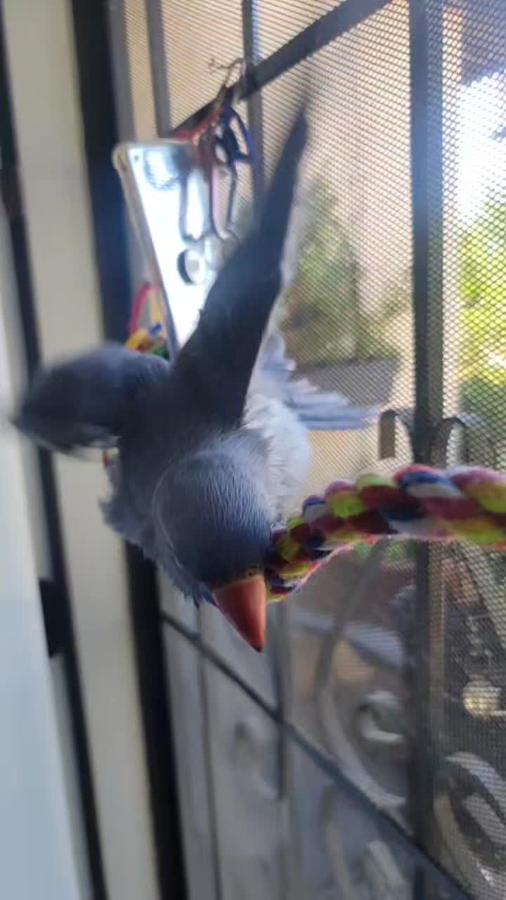 @lilotheparrot