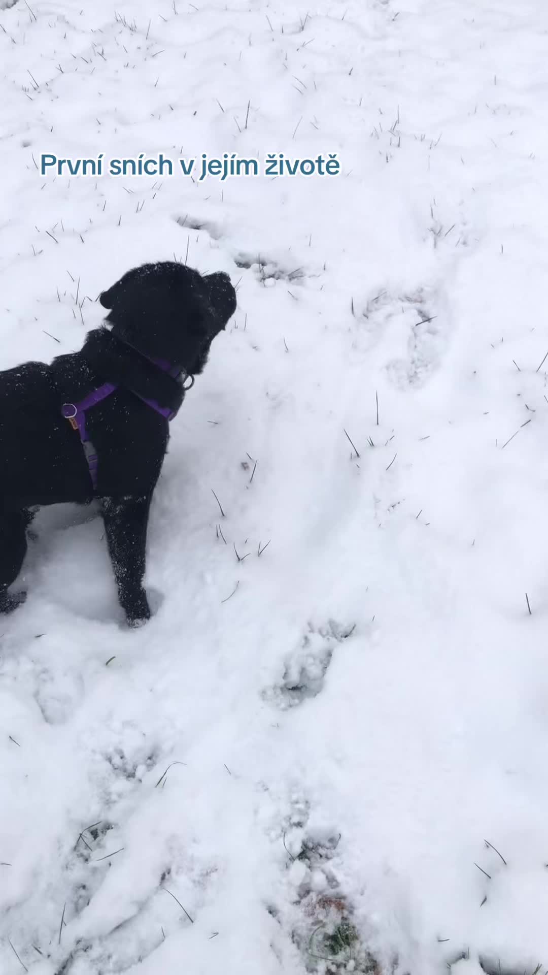@labradors_gang_plus_one