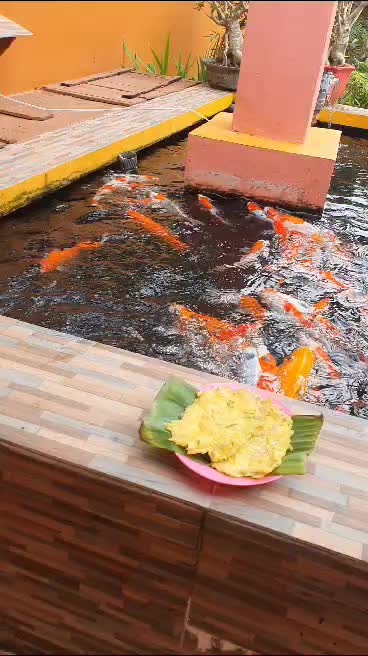 @&bull; BINTANG KOI &bull;