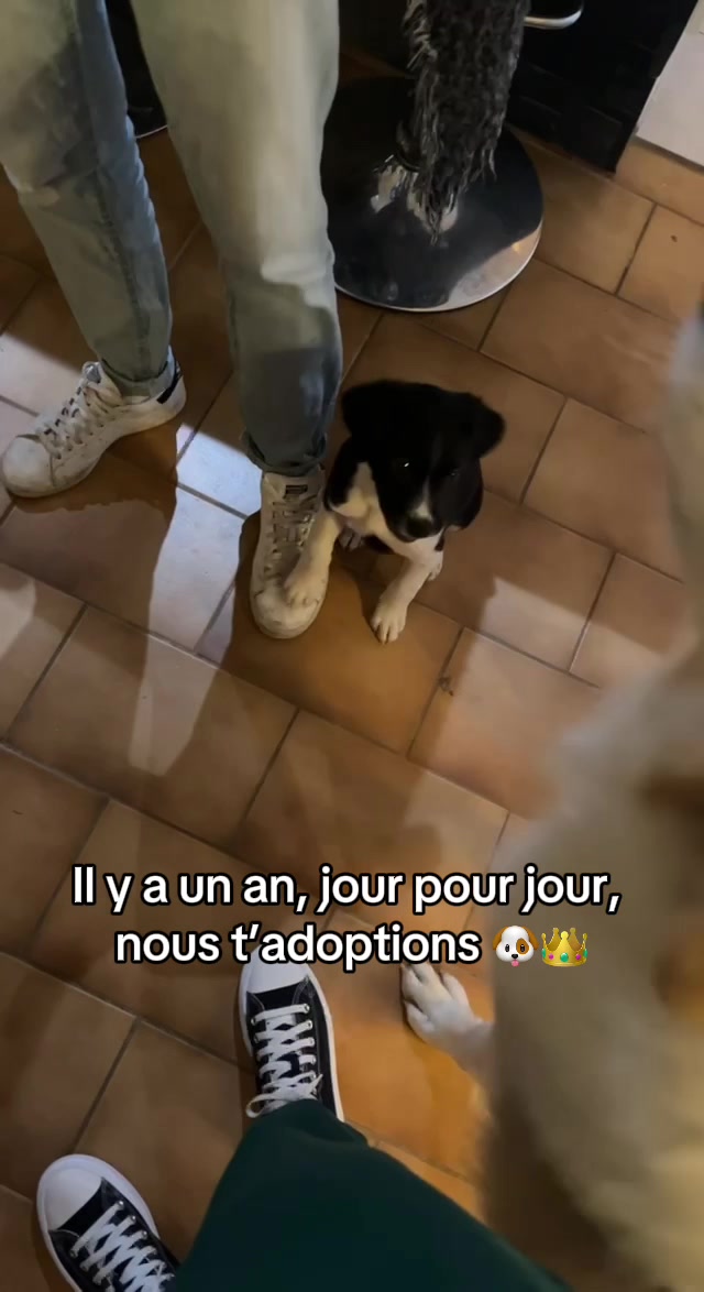 @THANOS - BORDER x EPAGNEUL