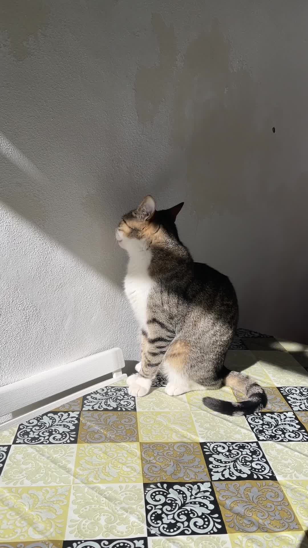 @Gatitos Gatetes