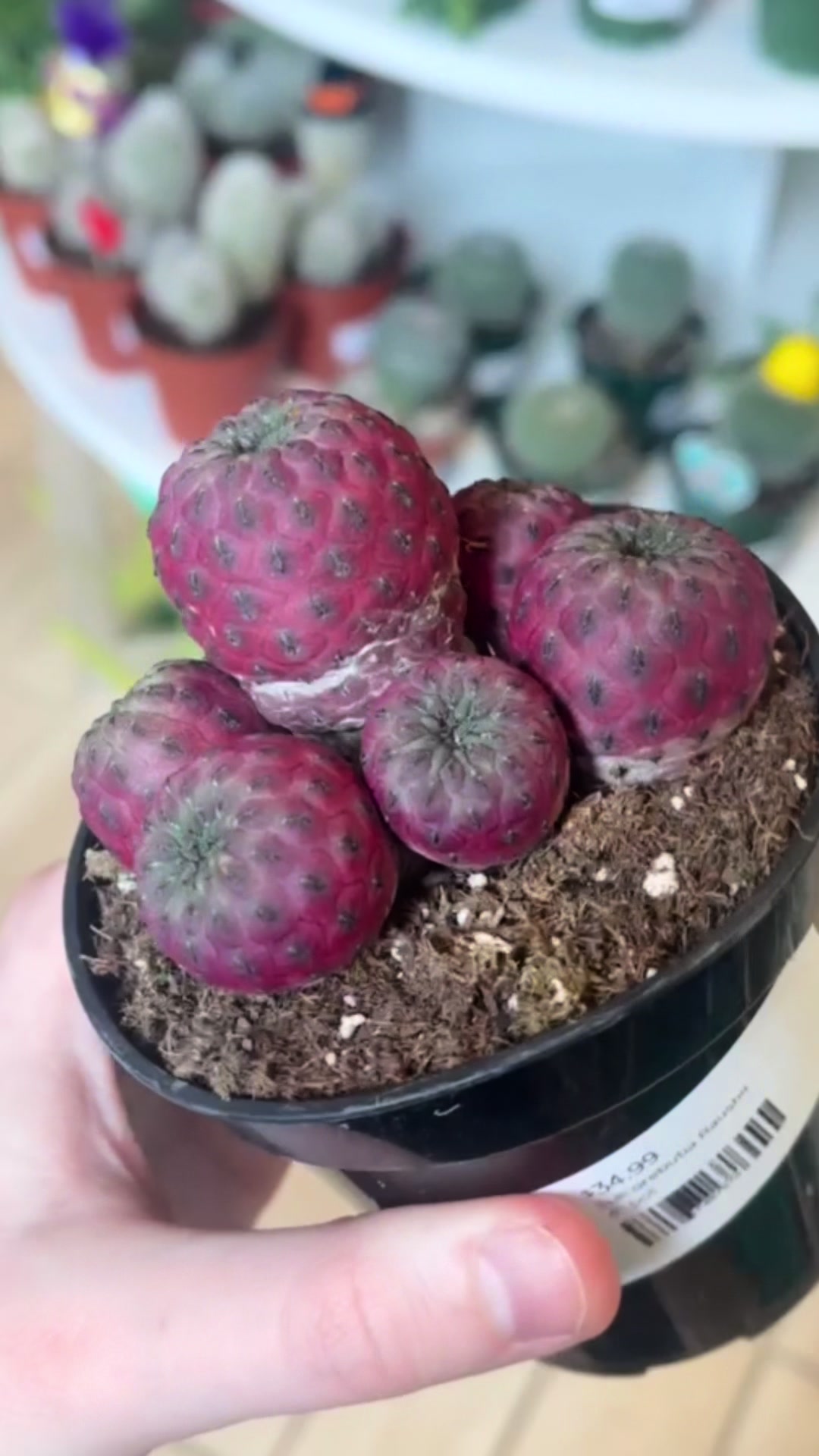 @Rootskc