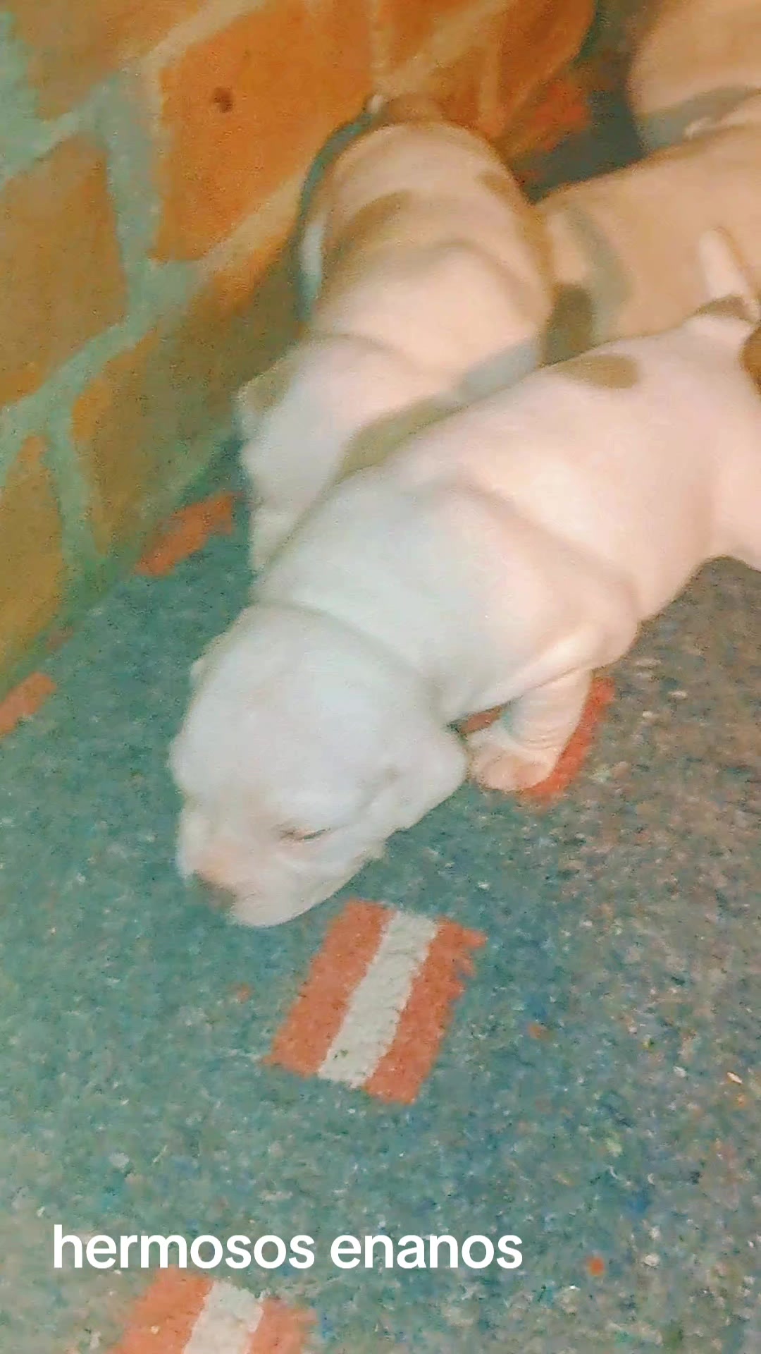 @arevalobullsper&uacute;