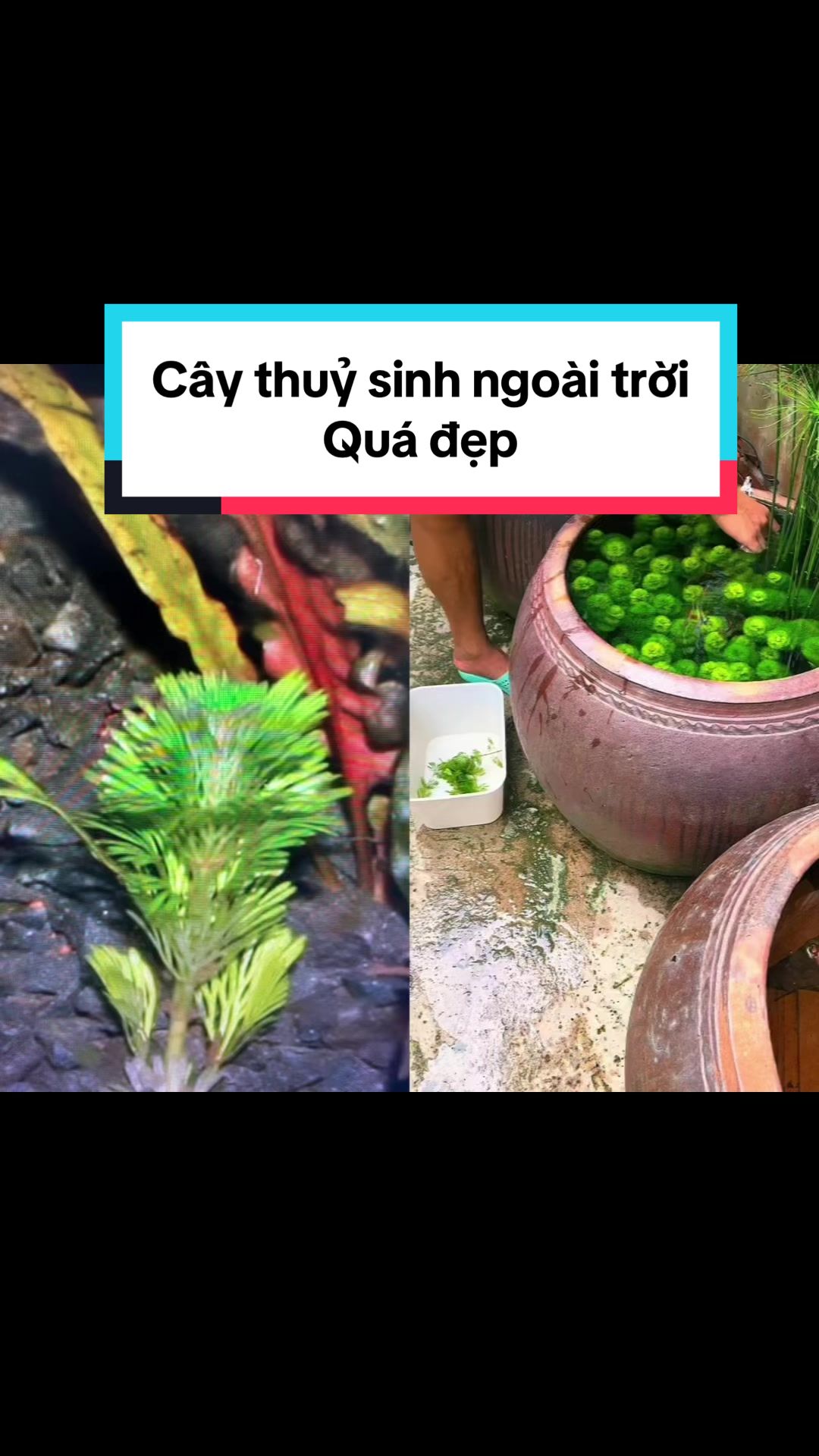 @T&igrave;m Hiểu Thủy Sinh