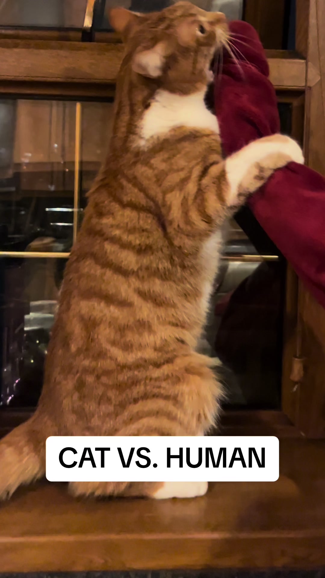 @Aloo The Cat