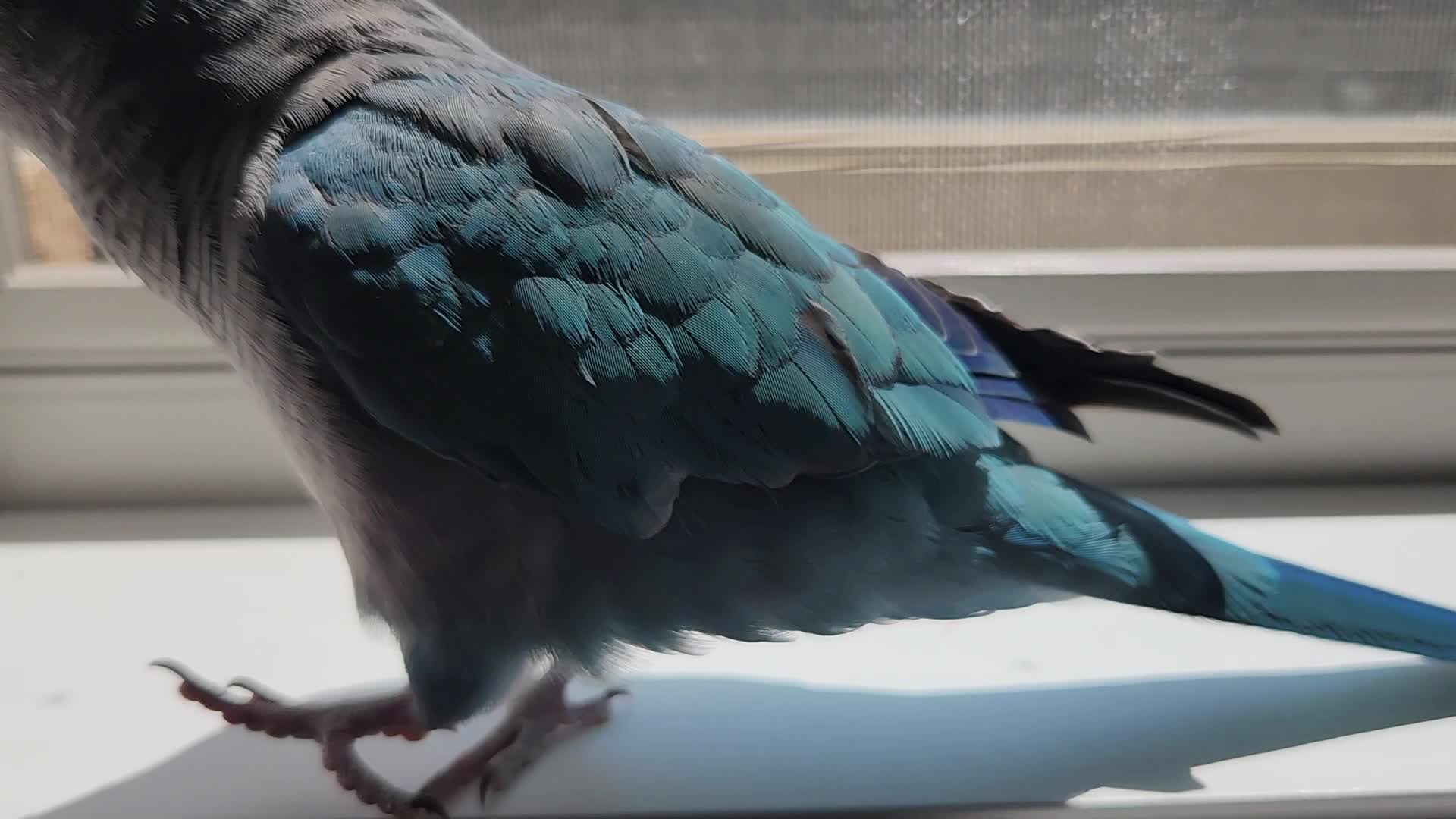 @Funnyparrotboys