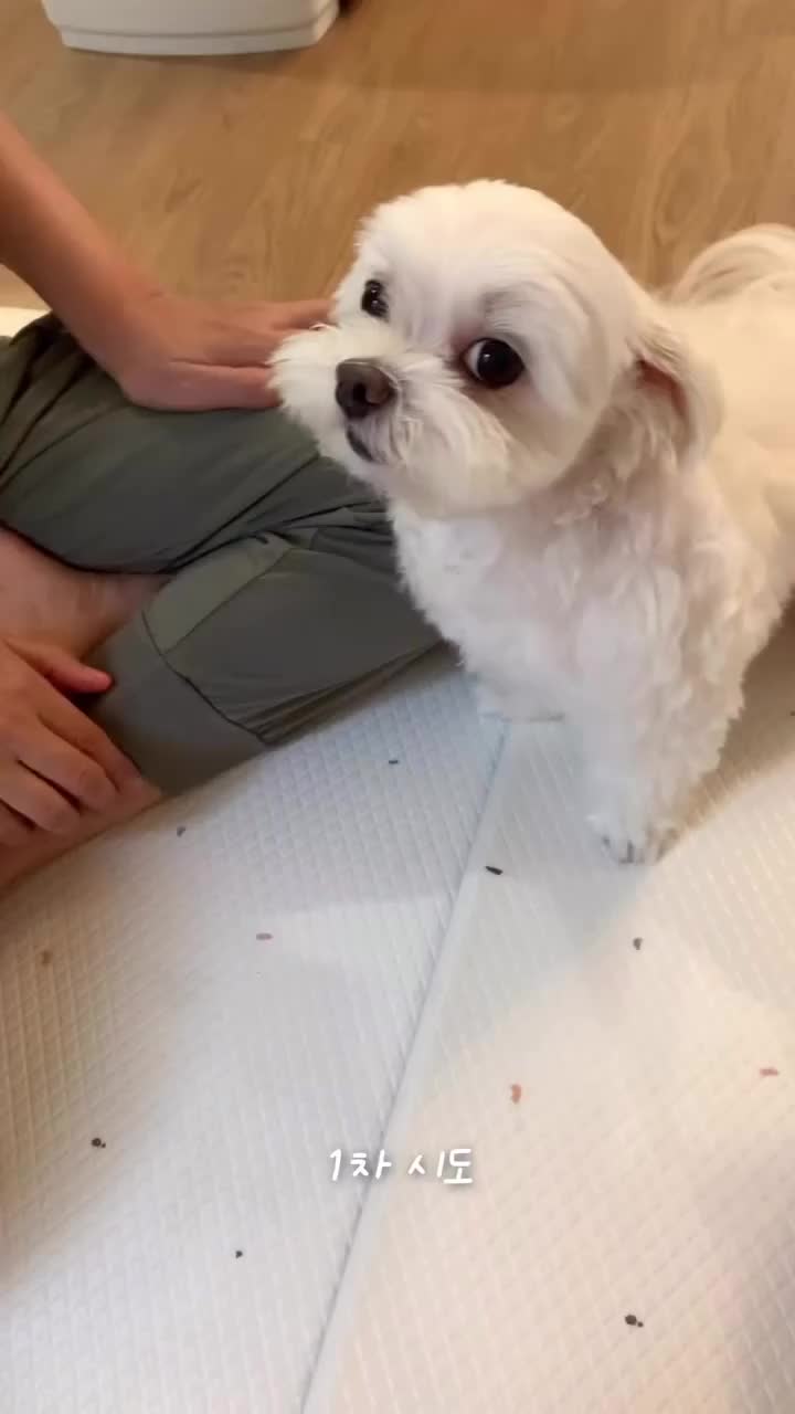 @mildred.the.maltese