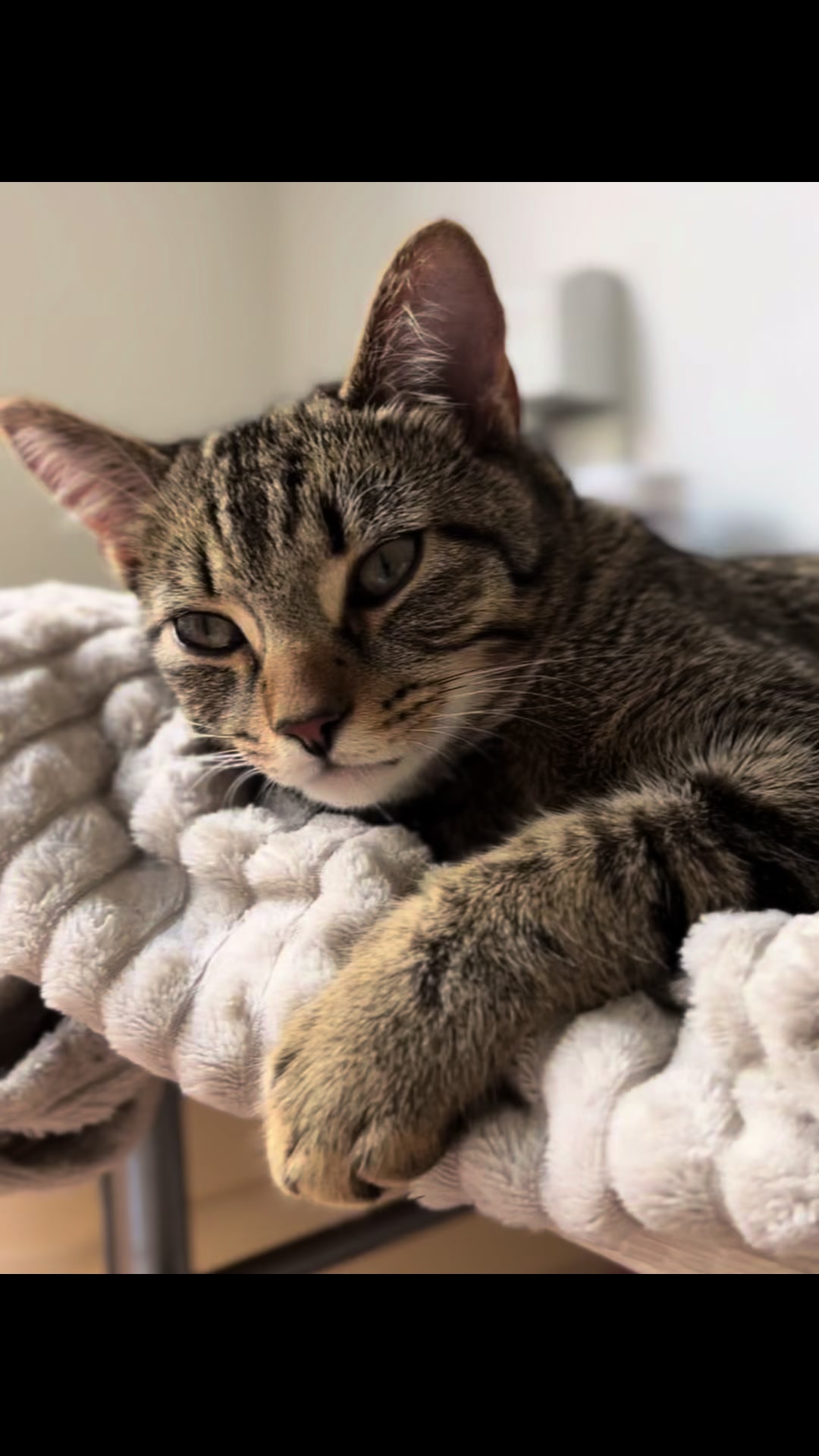 @Haadi 🐱