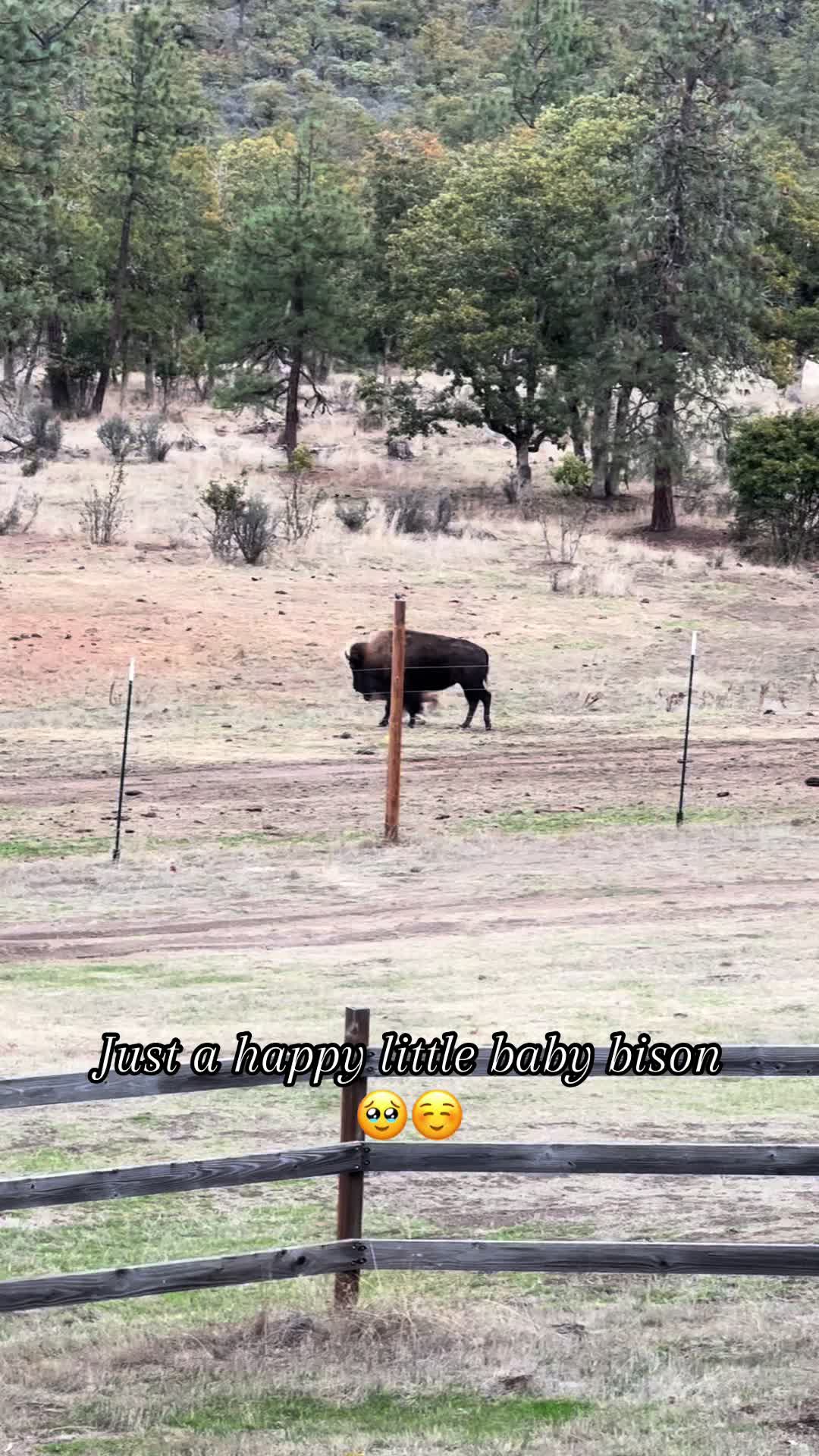 @Wild Oasis Bison Ranch