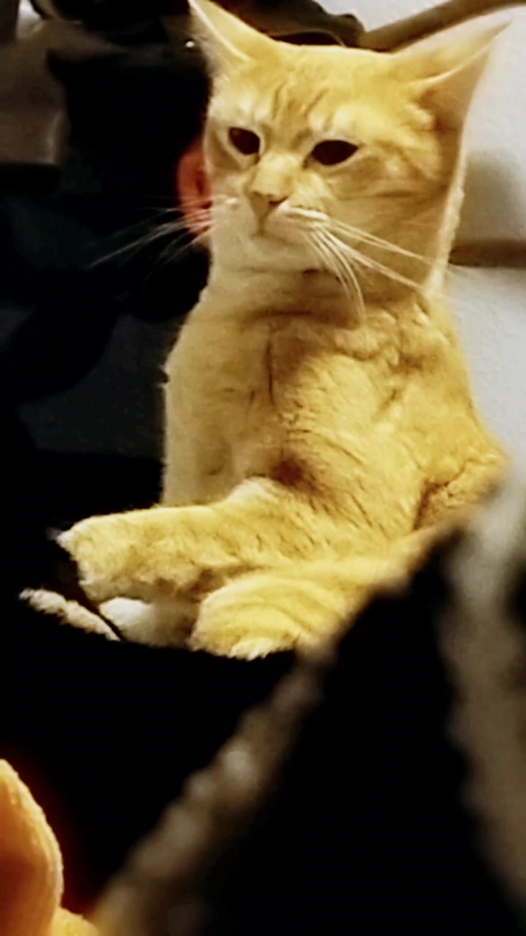 @lalocadelosgatos