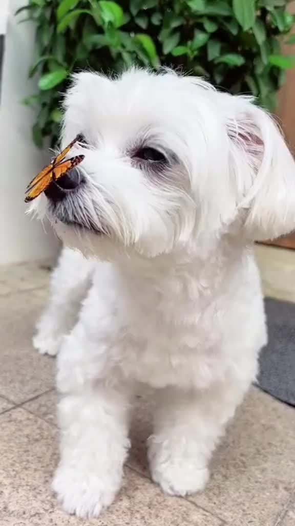 @mildred.the.maltese