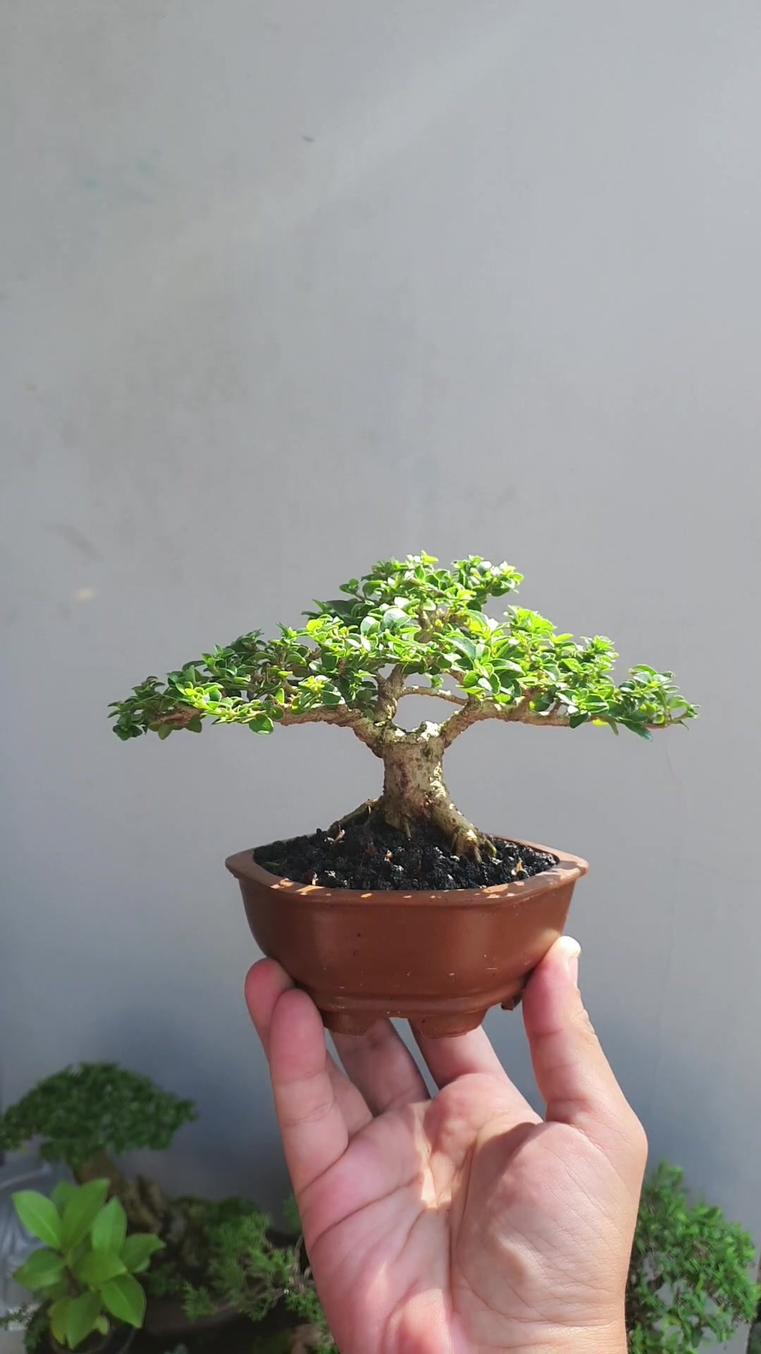 @Bonsai Mungil
