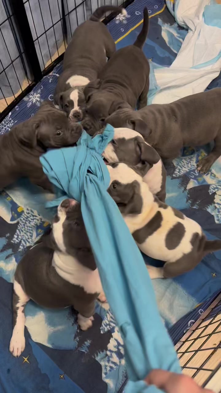@Odessa Bully kennel