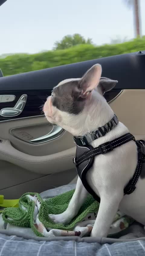 @Boston terrier