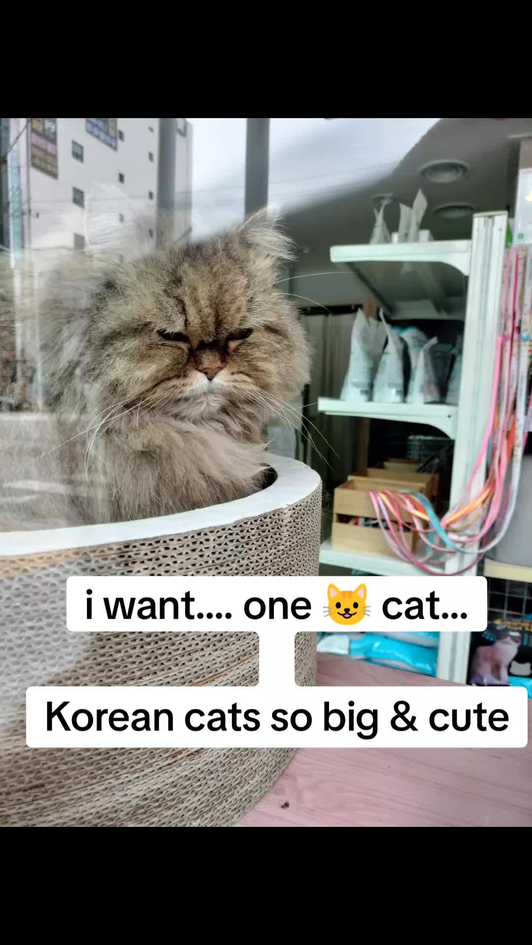 @Selynpr-KOREA🫶