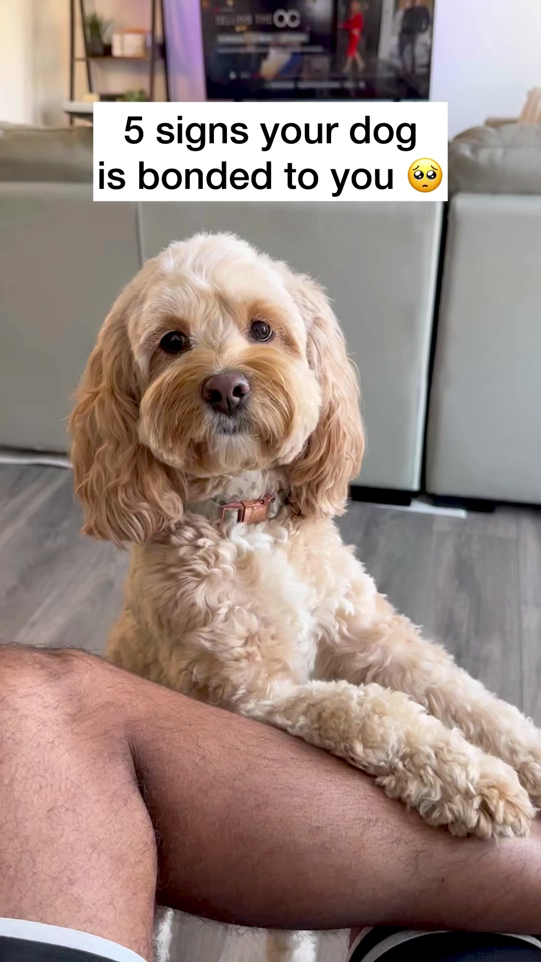 @LunaTheMiniCockapoo