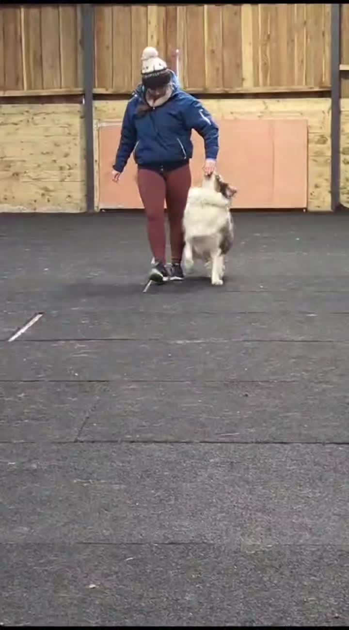 @Paw By Paw Dog Training
