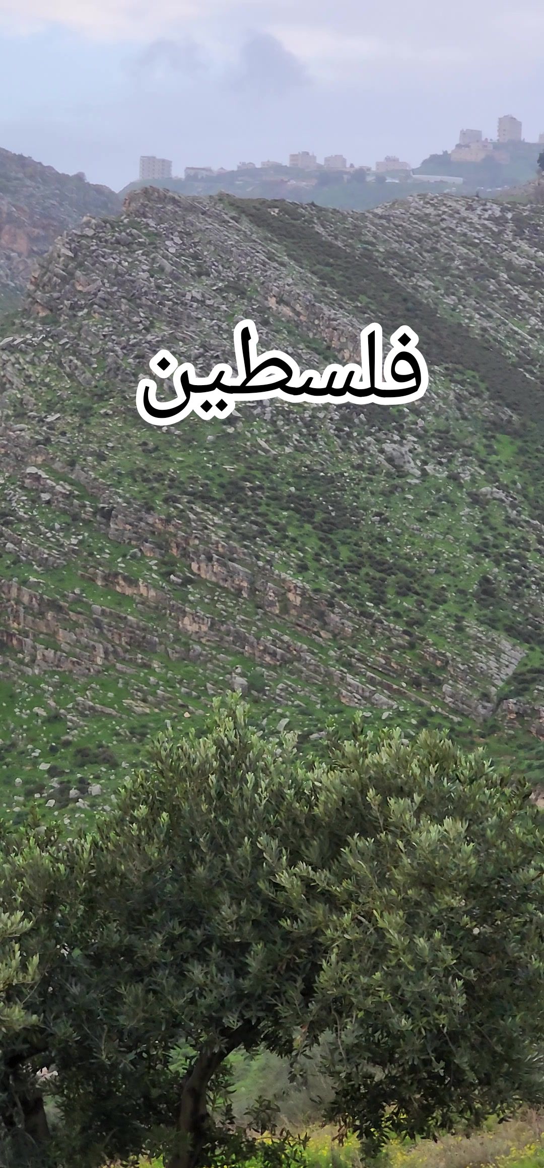@فؤاد محاميد