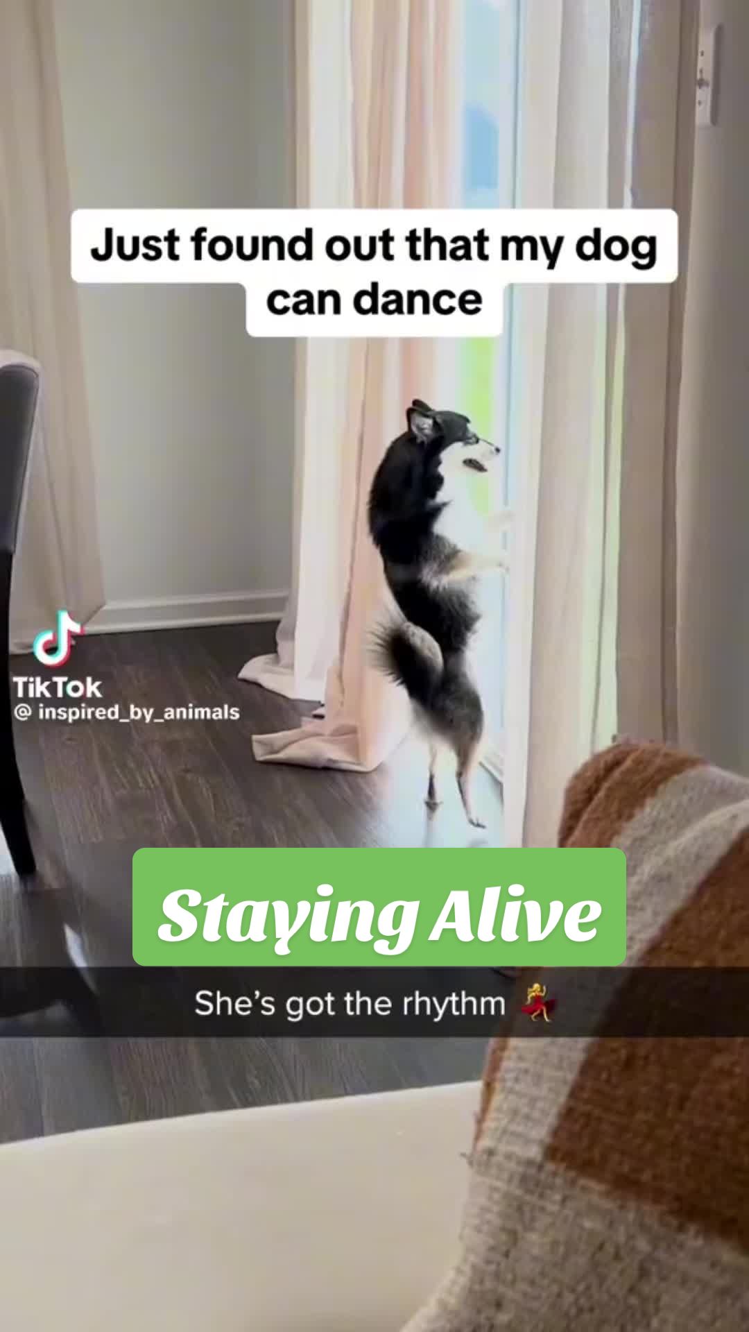 @Animal&ensp;Antics