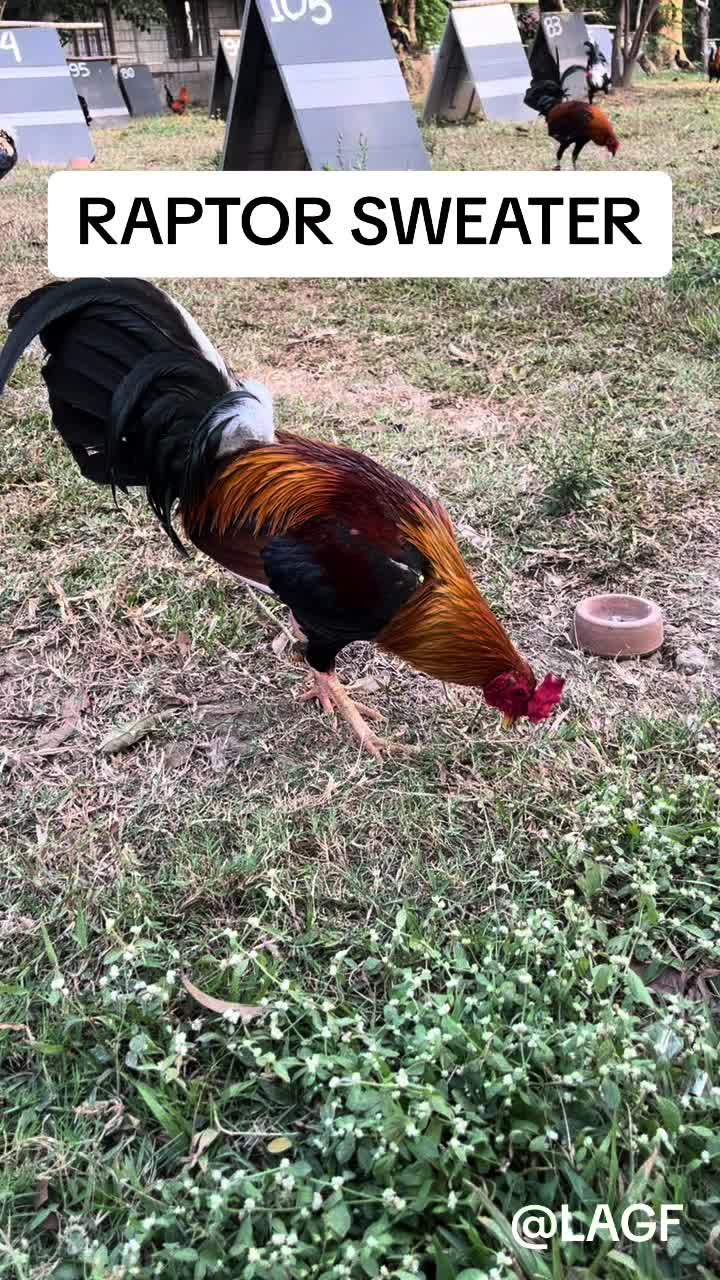 @LA GAME FARM