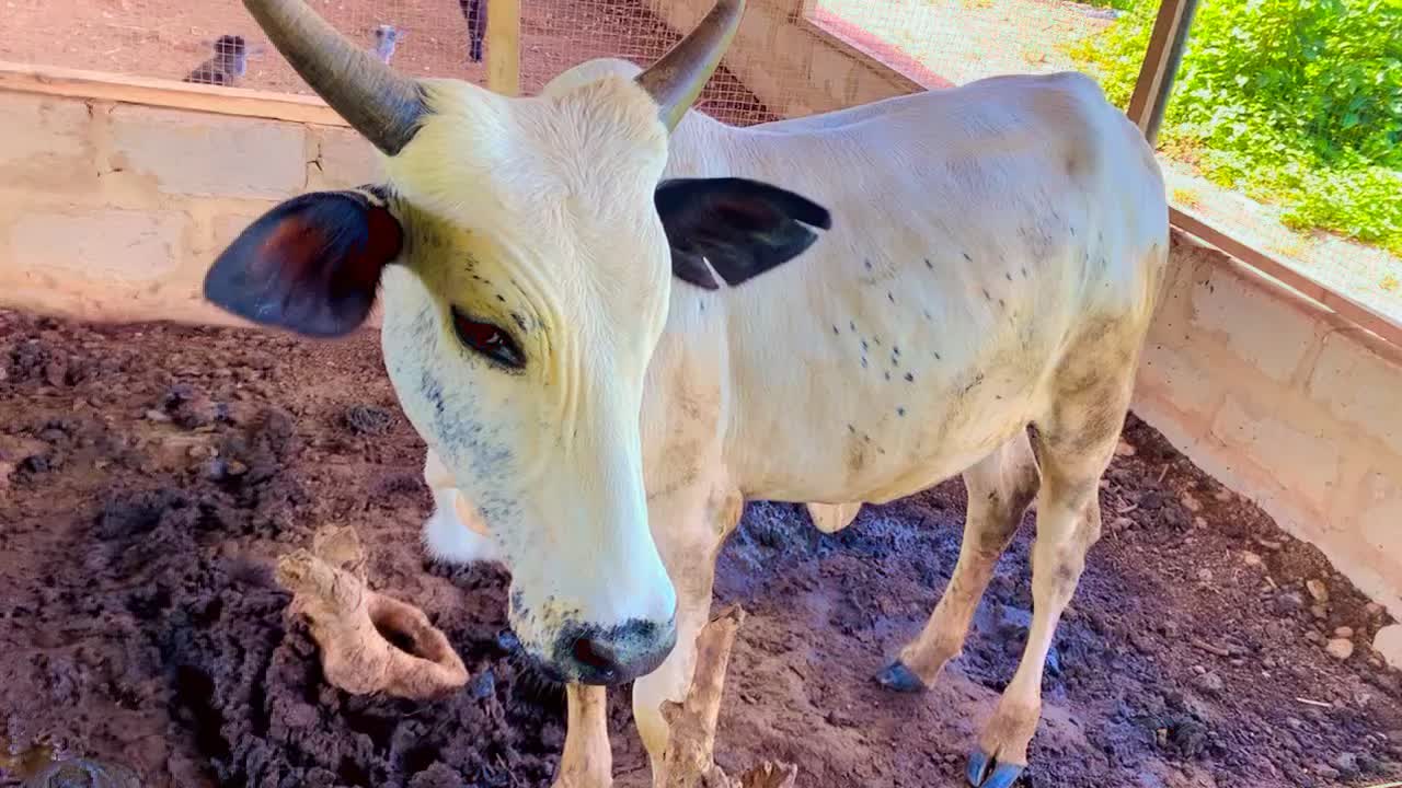 @STDFarms Ghana