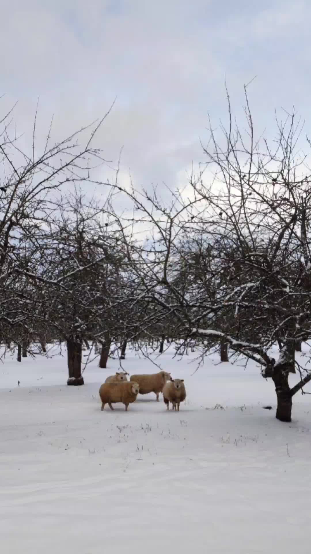 @Meilės sau praktikė 🕊️ Agnė