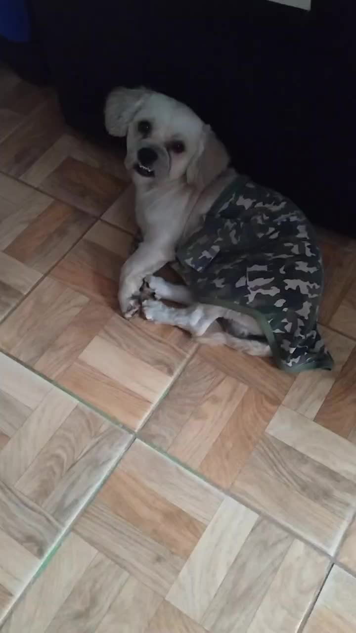 @paraqueveas👁️🐶