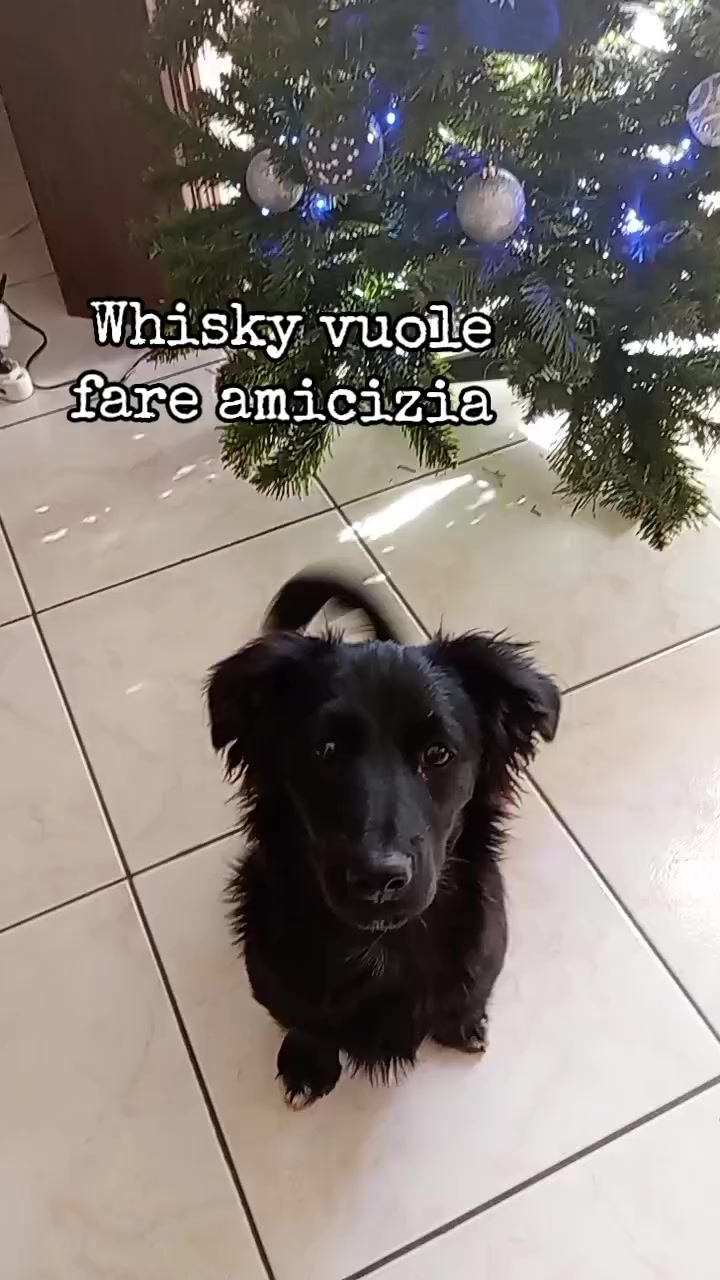 @Whisky&Jenny Golden retriever