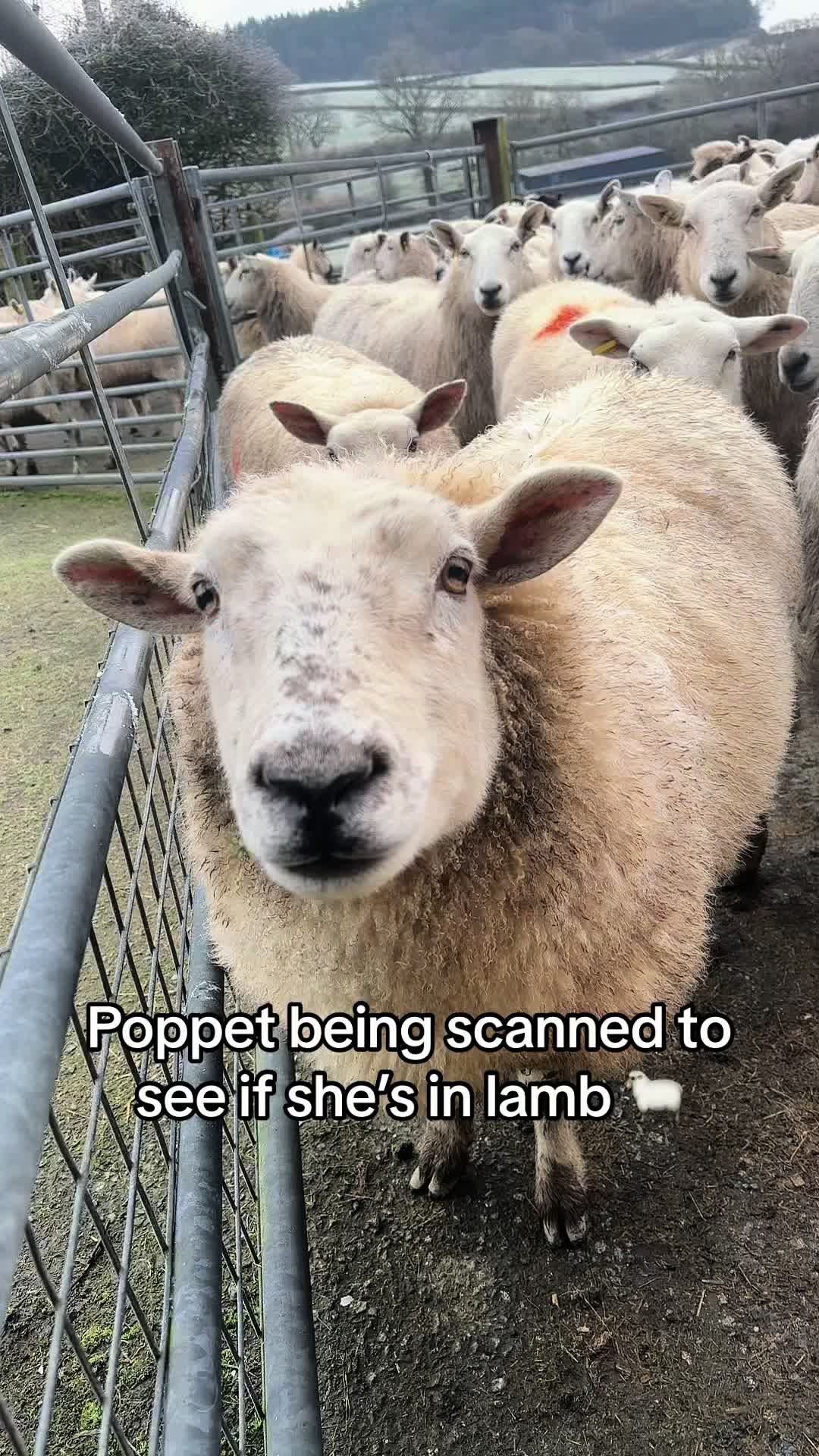@Farming7744