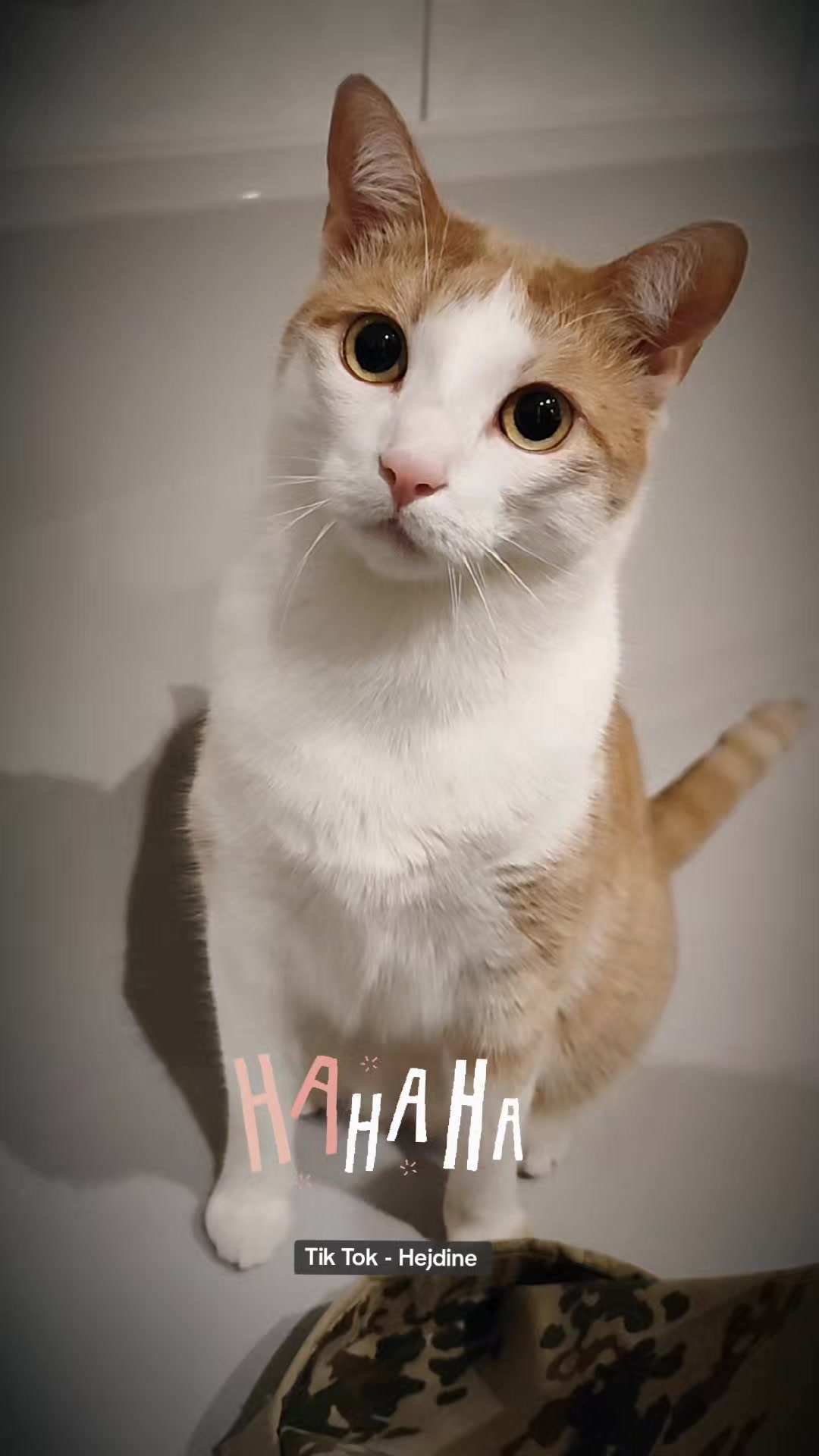 @😻нⷩeͤjdͩiͥneͤ😻