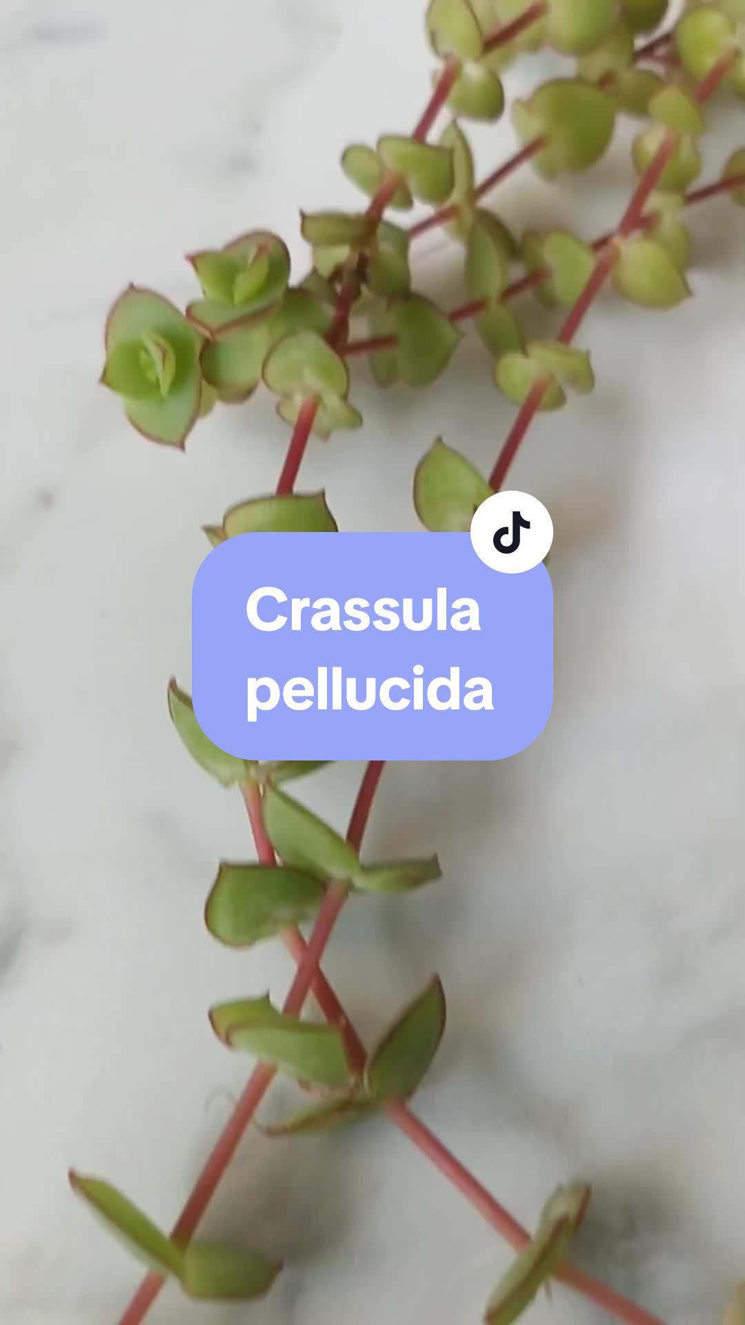 @Molicetas