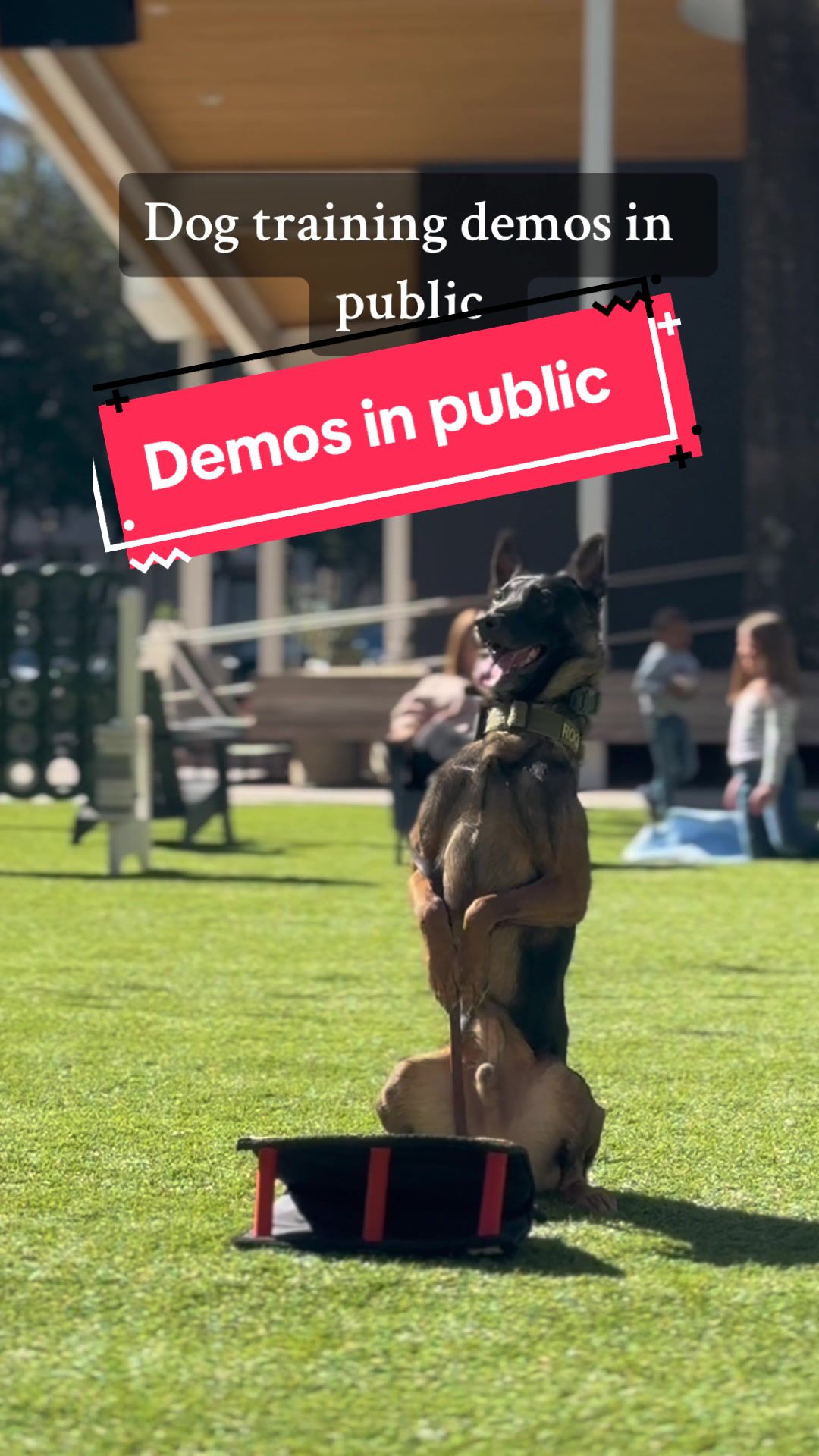@DivineCanineDogTraining