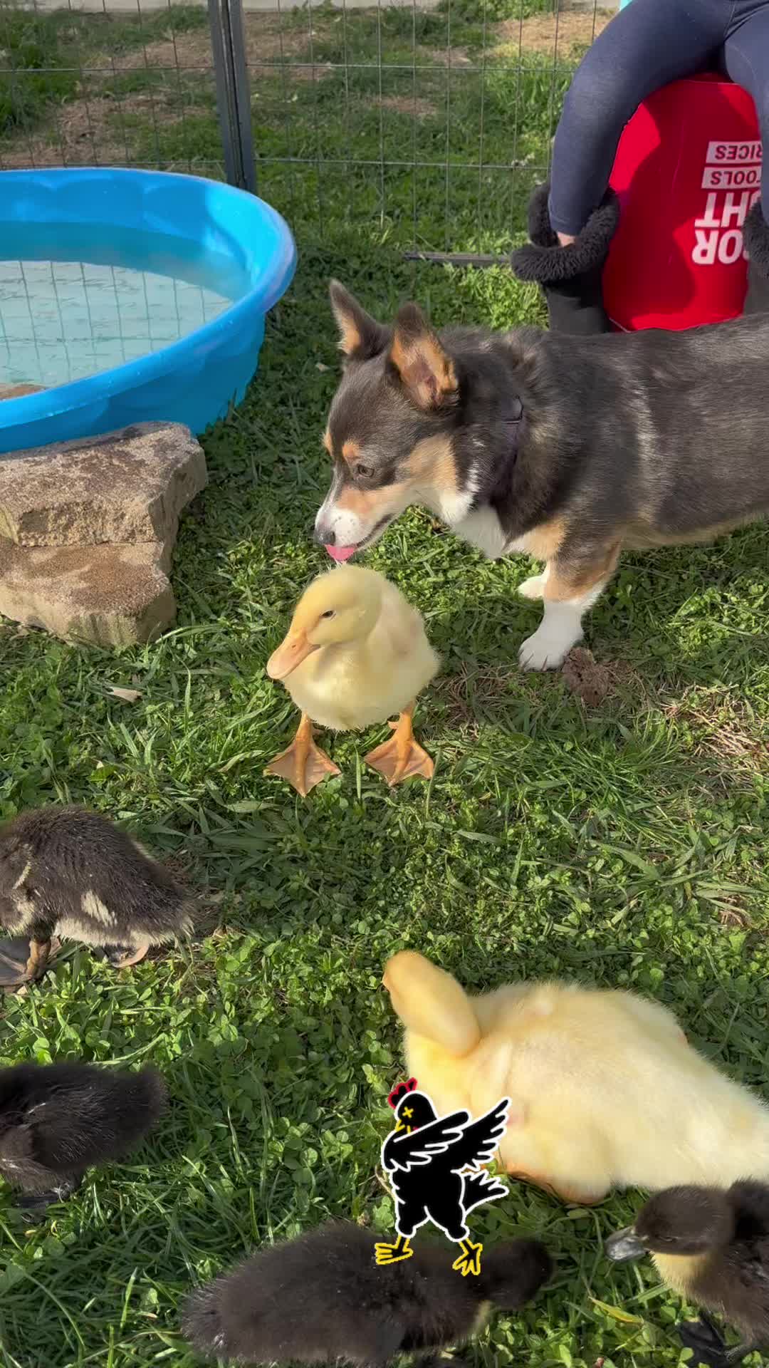 @therealduckdaddy