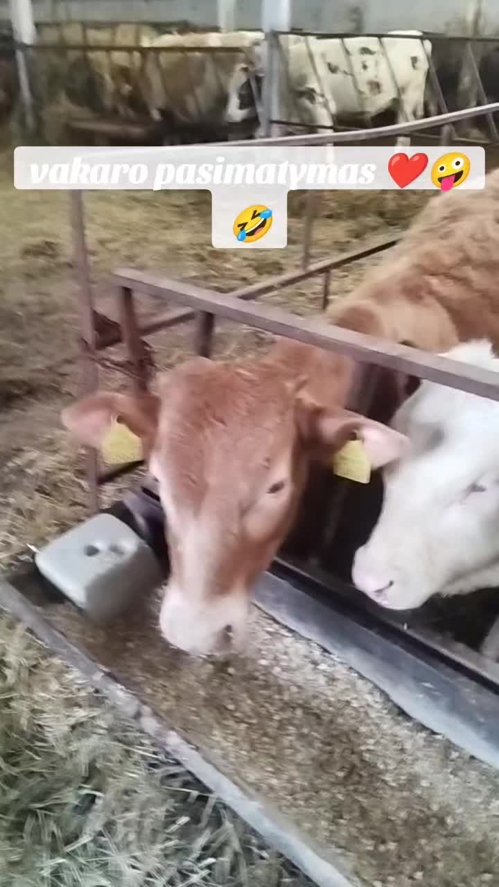 @Pauli