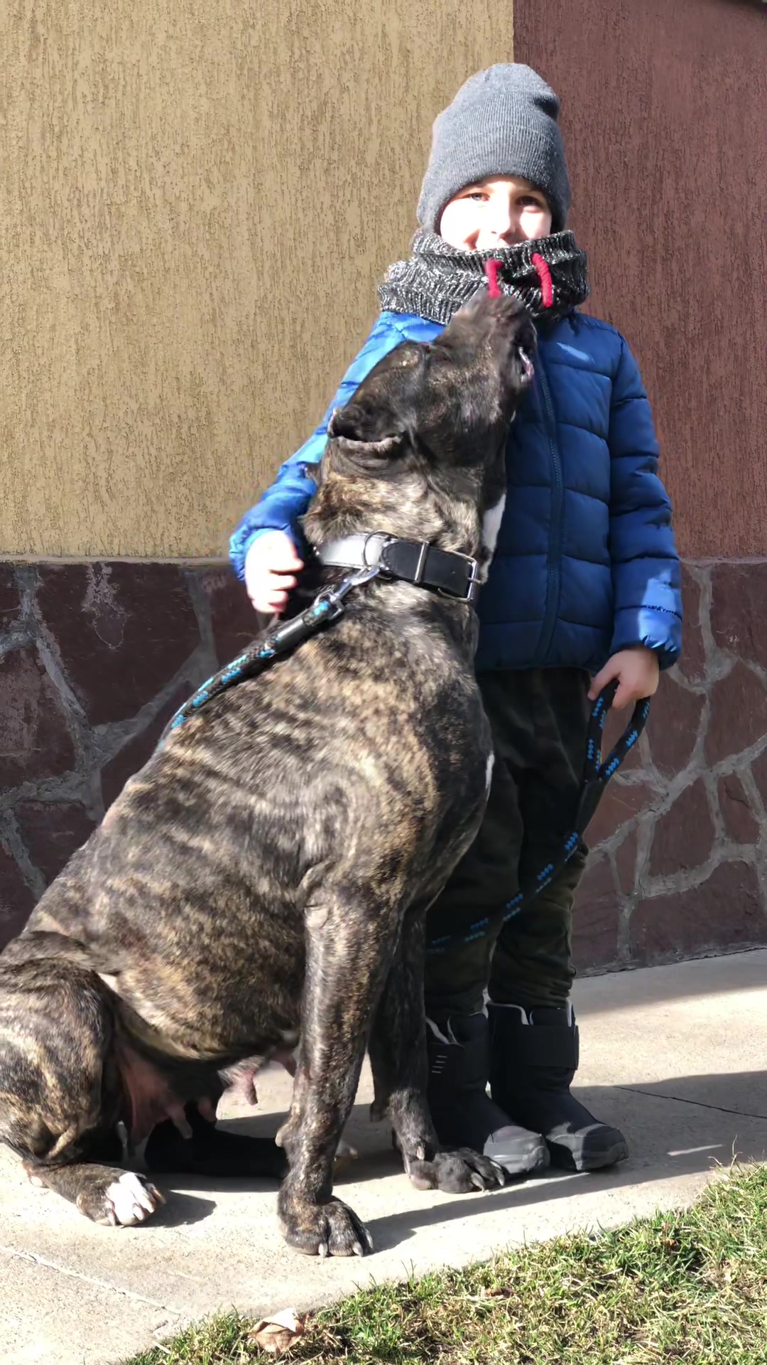 @Presa Canario Varro Bull